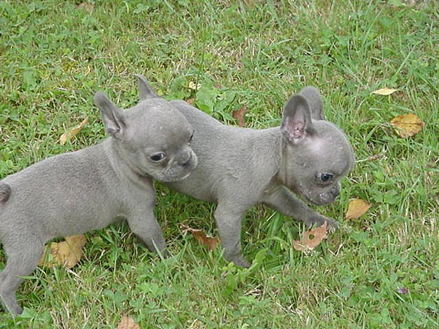 Image Image